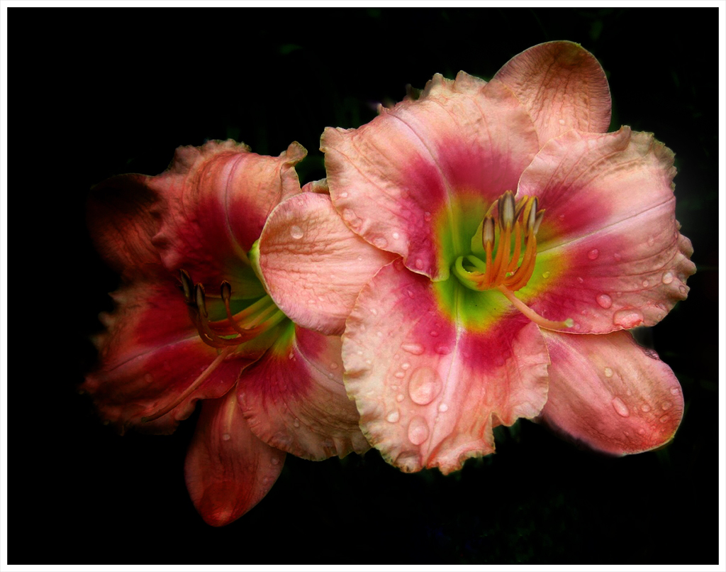 Realistic Comp In Class B By Joy Battista For Daylilly JAN-2019.jpg